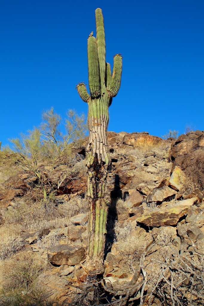 my favorite saguaro by blueberry1222
