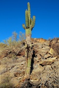 2nd Jul 2021 - my favorite saguaro