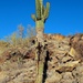 my favorite saguaro by blueberry1222
