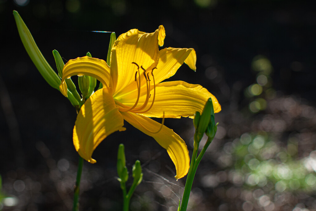 Yellow Daylily... by thewatersphotos