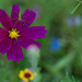 Purple Cosmos... by thewatersphotos