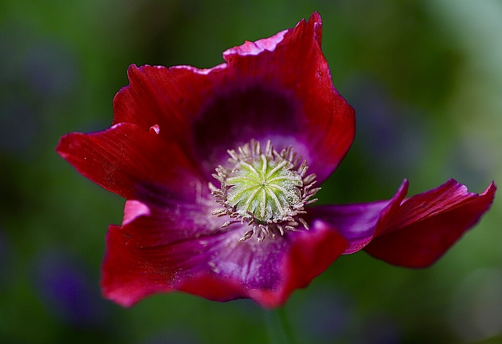 Garden Poppy by carole_sandford