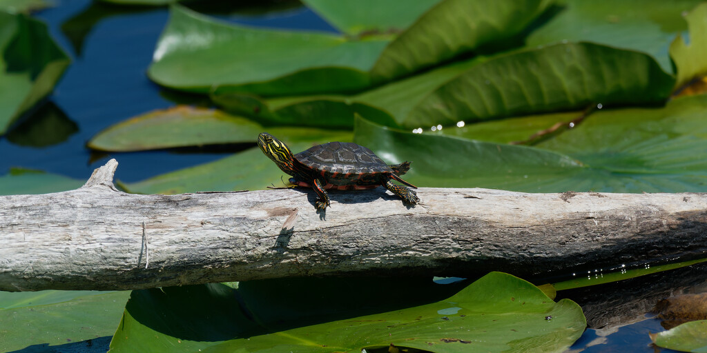 baby painted turtle by rminer