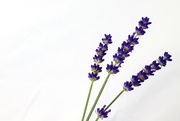 1st Jul 2021 - Lavender