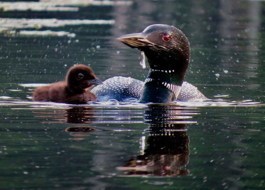 Loon with new chick. by rob257