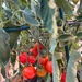 Tomatoes don’t mind the heat by shutterbug49