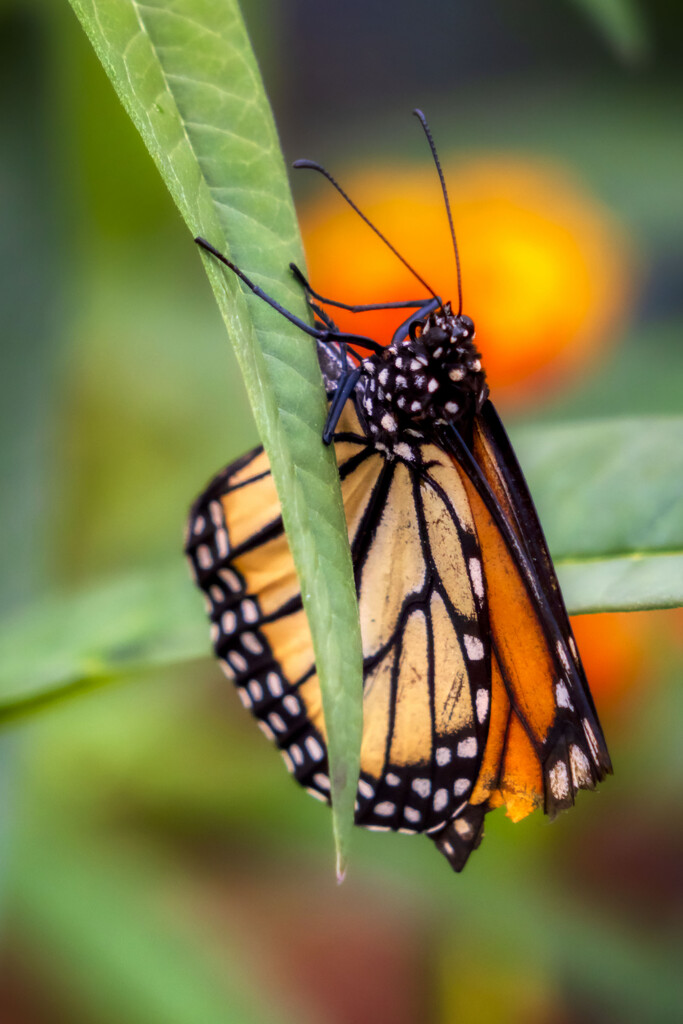 Old Monarch by kvphoto