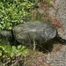 Snapping Turtle by dianen