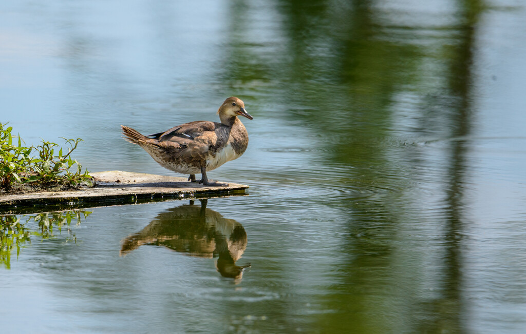  A Duck by sprphotos