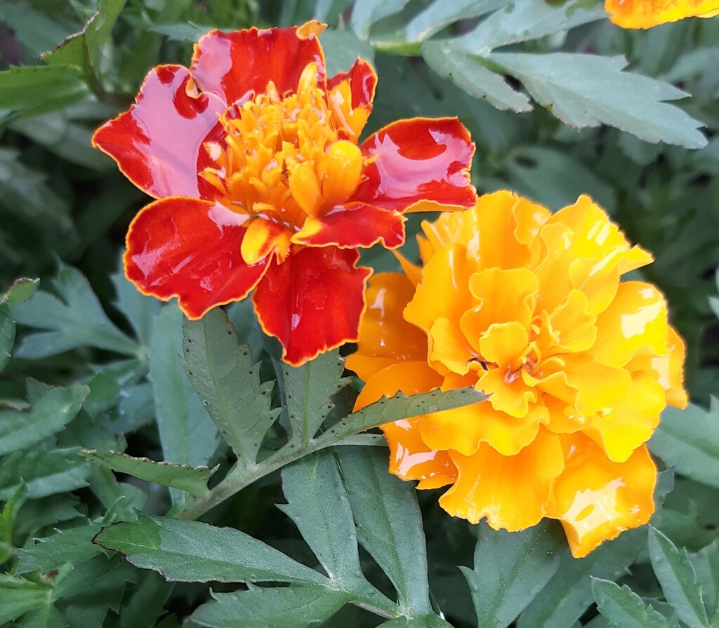 Rainy Day Marigolds by julie