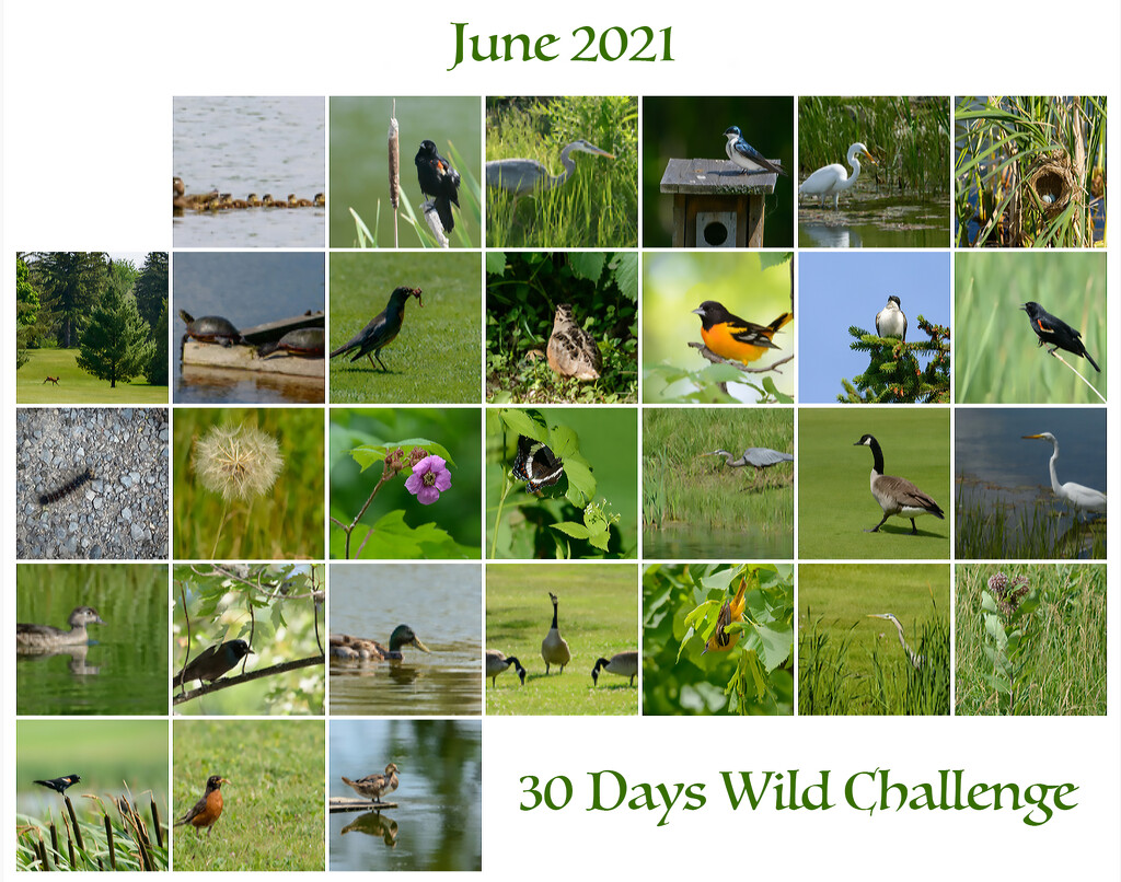 30 Days Wild - Month of June Challenge by sprphotos