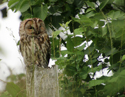 1st Jul 2021 - Tawny Owl