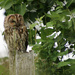 Tawny Owl by shepherdman