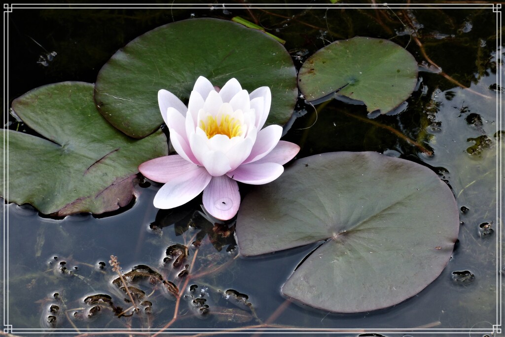 Water Lily by beryl
