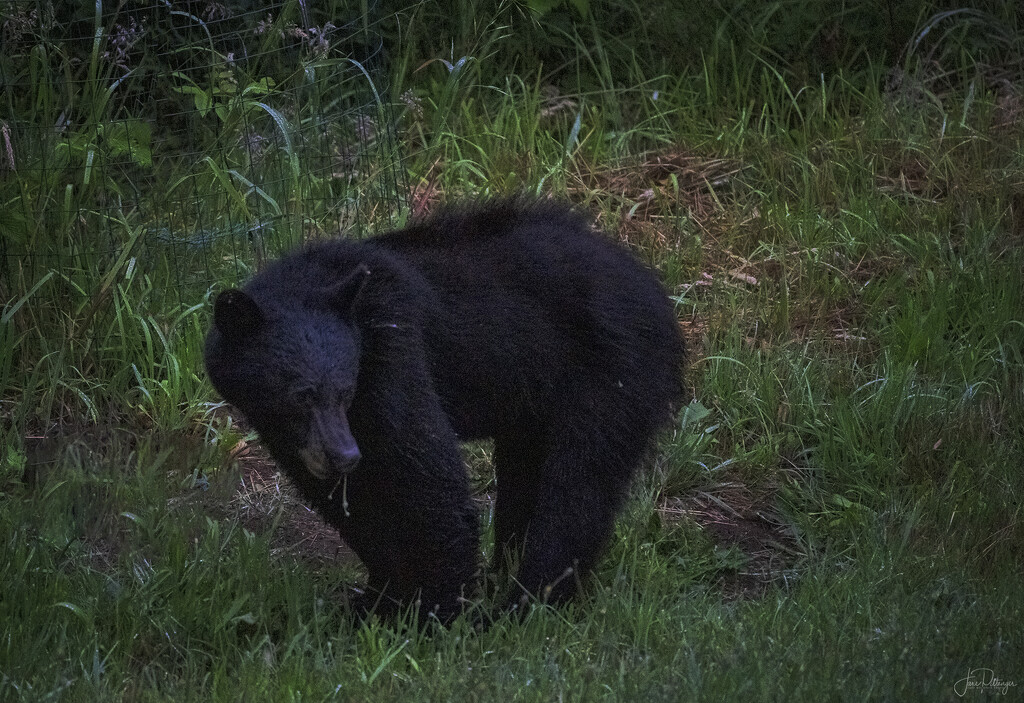 Black Bear Munching by jgpittenger