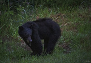 1st Jul 2021 - Black Bear Munching