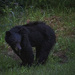 Black Bear Munching by jgpittenger