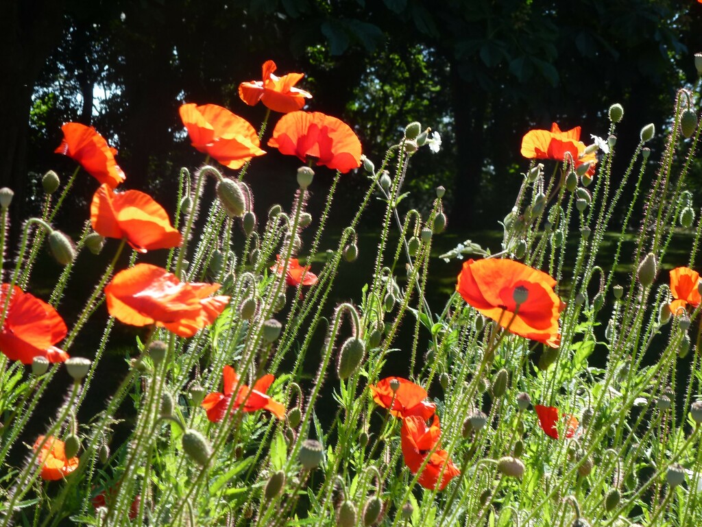Poppies lit by the evening sun by yorkshirelady