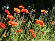 2nd Jul 2021 - Poppies lit by the evening sun