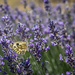 Pollinators by tina_mac