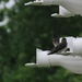 Day 167: Purple Martin Discussion ! by jeanniec57