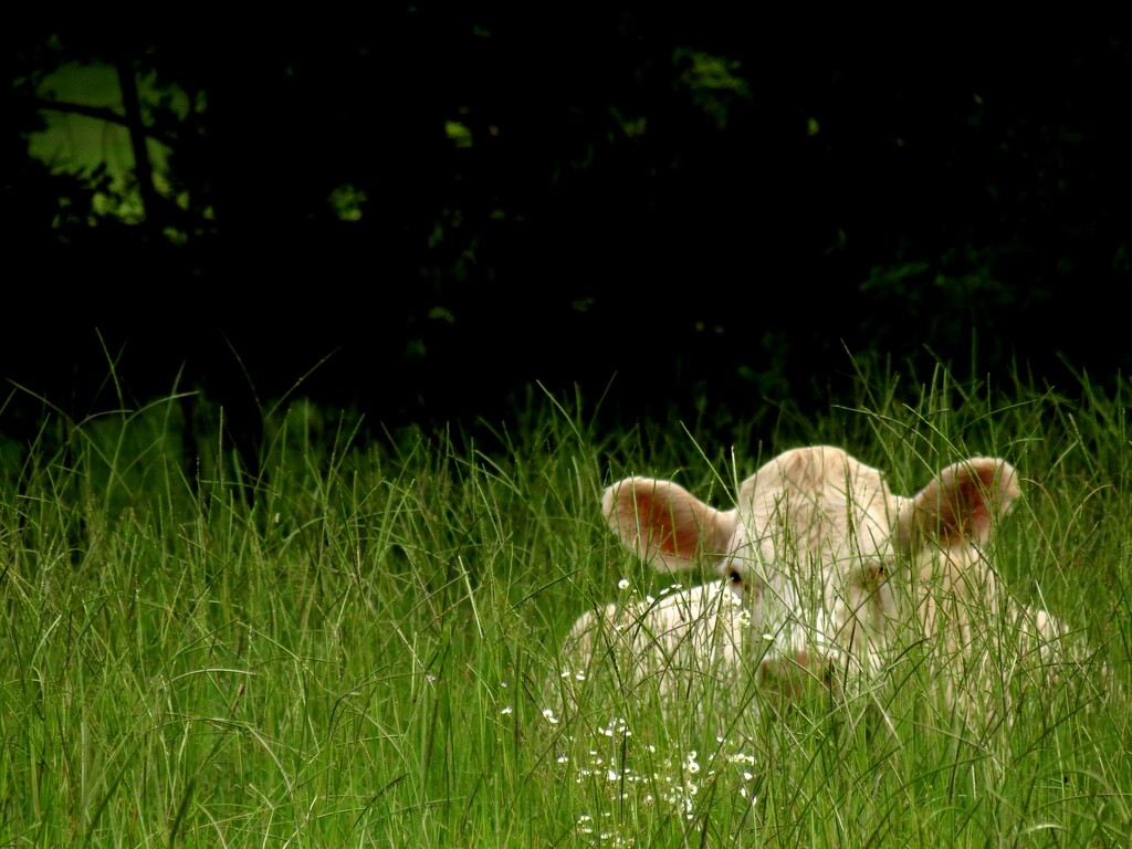 Resting Herbivore Peeking Through the Grass by grammyn