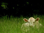 1st Jul 2021 - Resting Herbivore Peeking Through the Grass