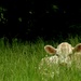 Resting Herbivore Peeking Through the Grass by grammyn