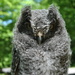 Day169: Baby Screech Owl  by jeanniec57