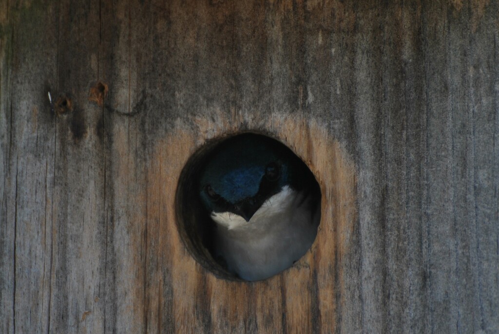 Day 170: Tree Swallow  by jeanniec57
