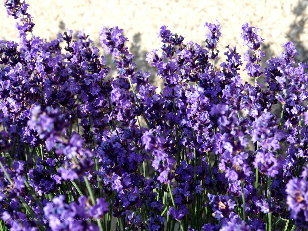 lavender, everywhere! by summerfield