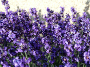 1st Jul 2021 - lavender, everywhere!