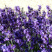 lavender, everywhere! by summerfield