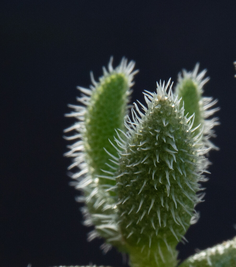 Hairy succulent  by ianjb21