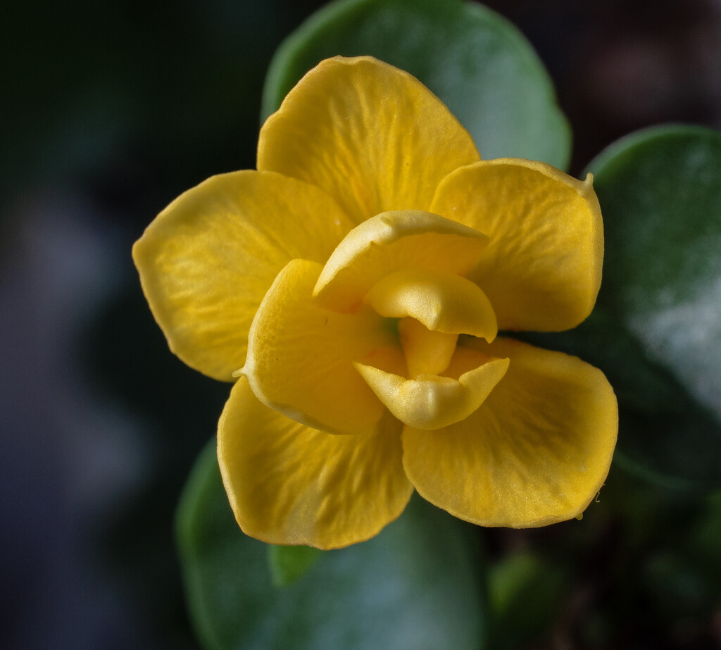 Yellow-flower  by ianjb21