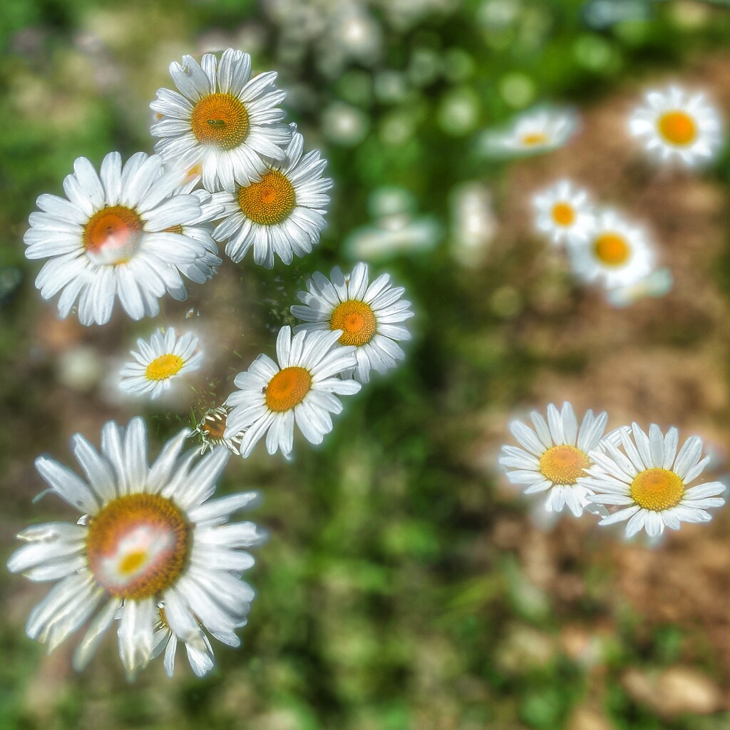 Daisy Drama by jakb