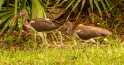 1st Jul 2021 - Ibis on a Mission!
