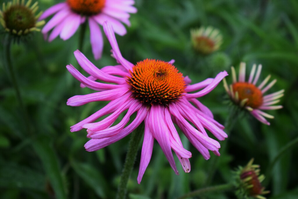 Echinacea in the rain by sandlily