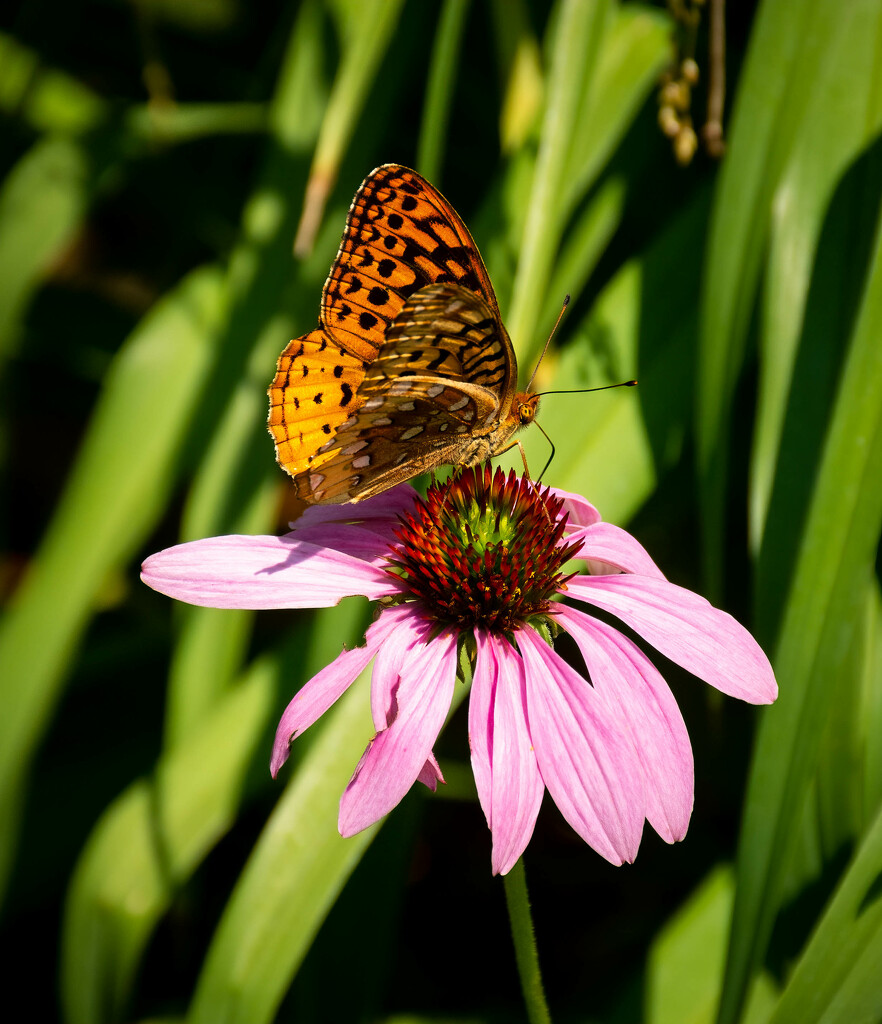 Butterfly on a flower - Spooner, Wisconsin by jeffjones