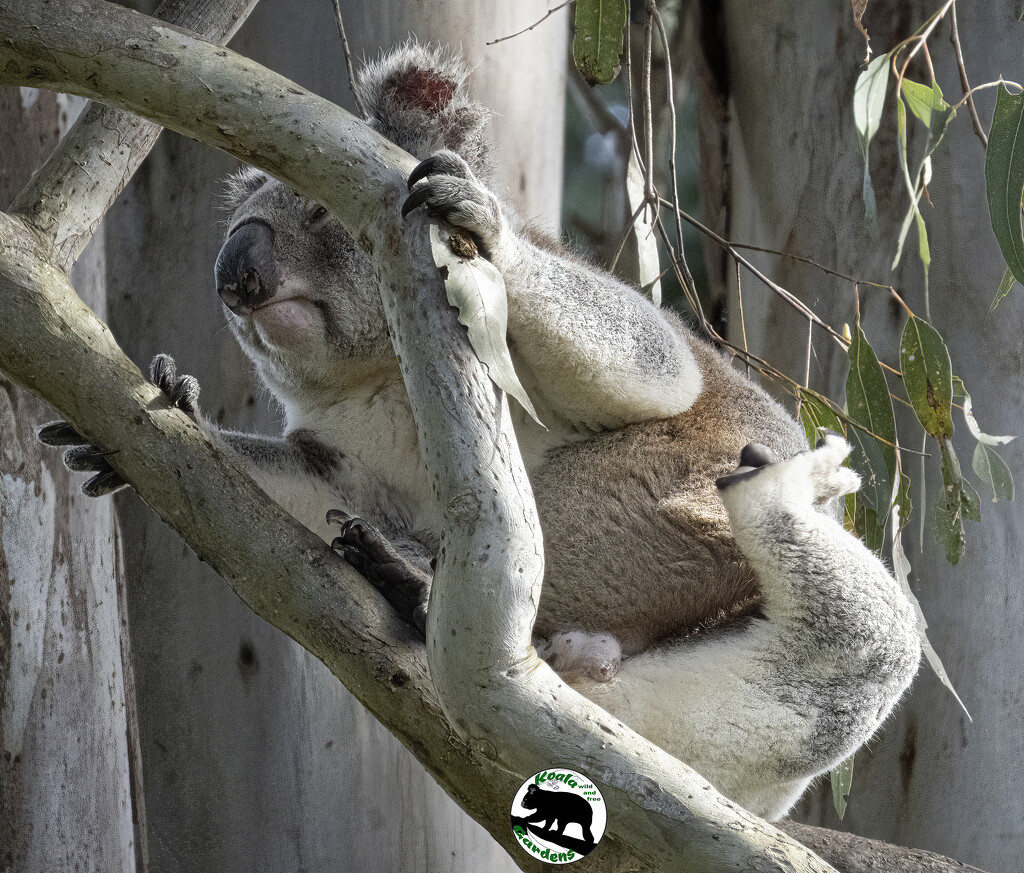 no no I can reach fine by koalagardens