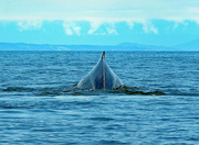 1st Jul 2021 - Humpback Whale