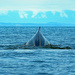 Humpback Whale by kathyo