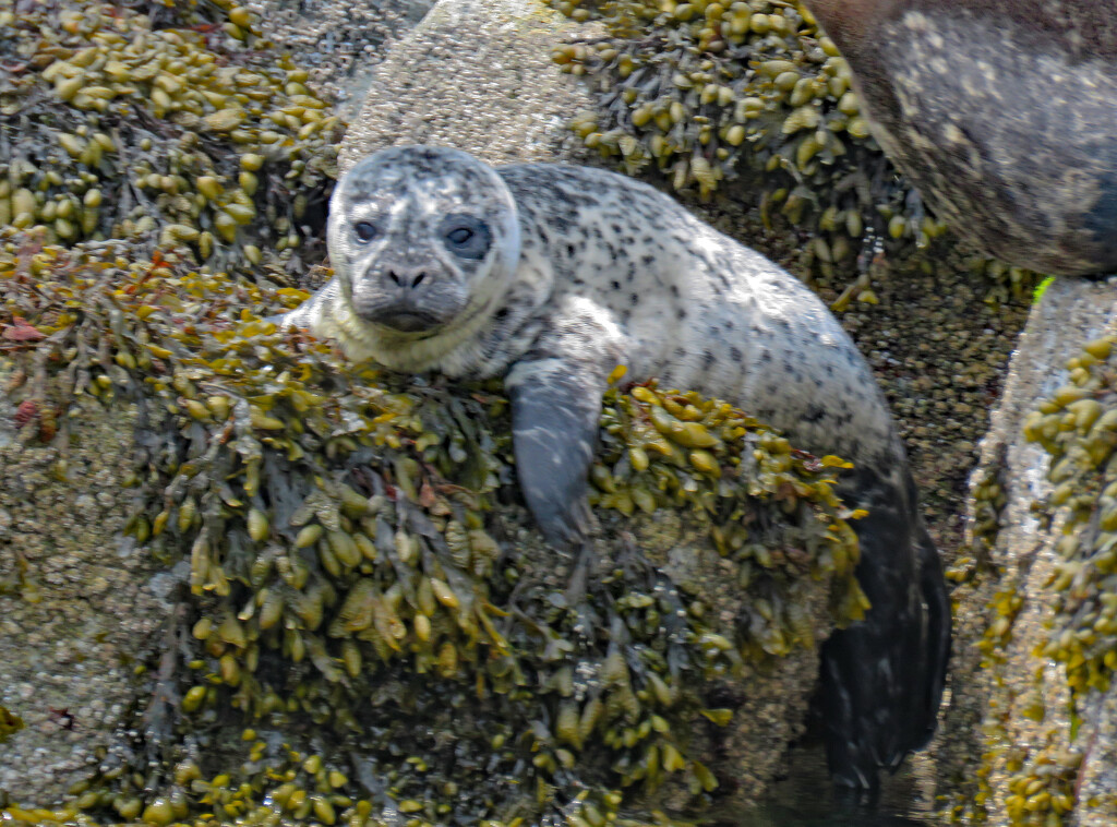 Harbour Seal Pup by kathyo