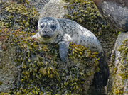 1st Jul 2021 - Harbour Seal Pup