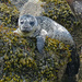 Harbour Seal Pup by kathyo