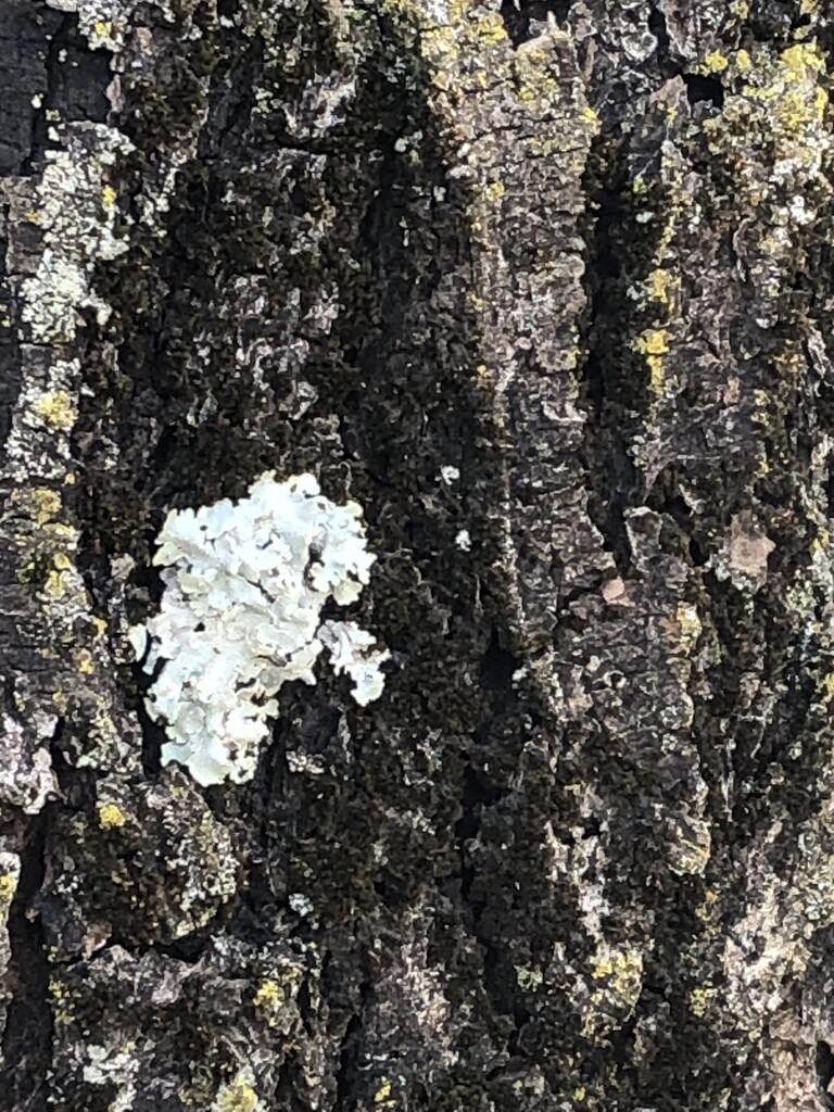 Bark and Lichen by homeschoolmom