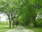 9th Jun 2021 - Tree-lined Street