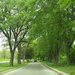 Tree-lined Street by homeschoolmom