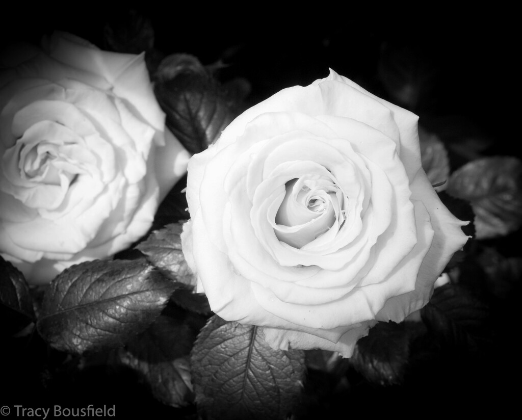 Rose by tracybeautychick