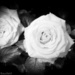 Rose by tracybeautychick